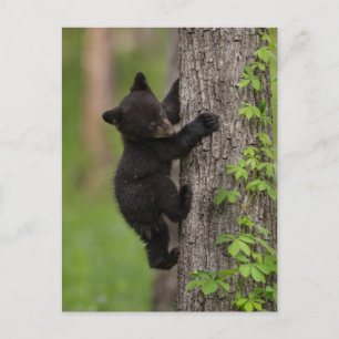 Black Bear Cub Climbing Tree Postcard