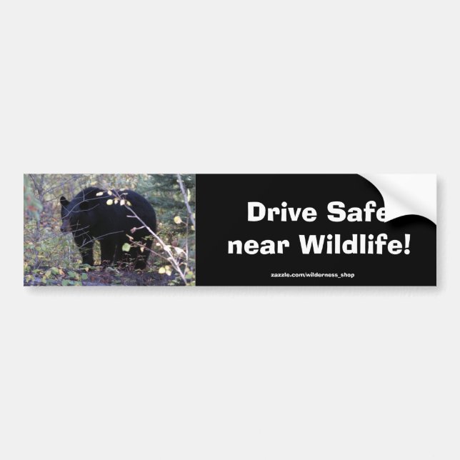 Black Bear Cub Driving Safety Bumper Sticker (Front)