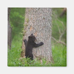 Black Bear Cub Great Smoky Mountains Magnet