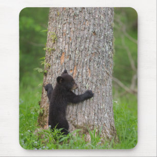 Black Bear Cub Great Smoky Mountains Mouse Pad