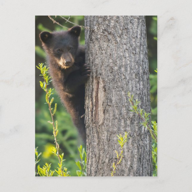 Black Bear Cub in Springtime Postcard (Front)