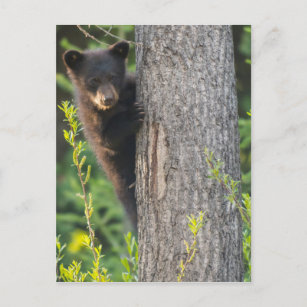 Black Bear Cub in Springtime Postcard