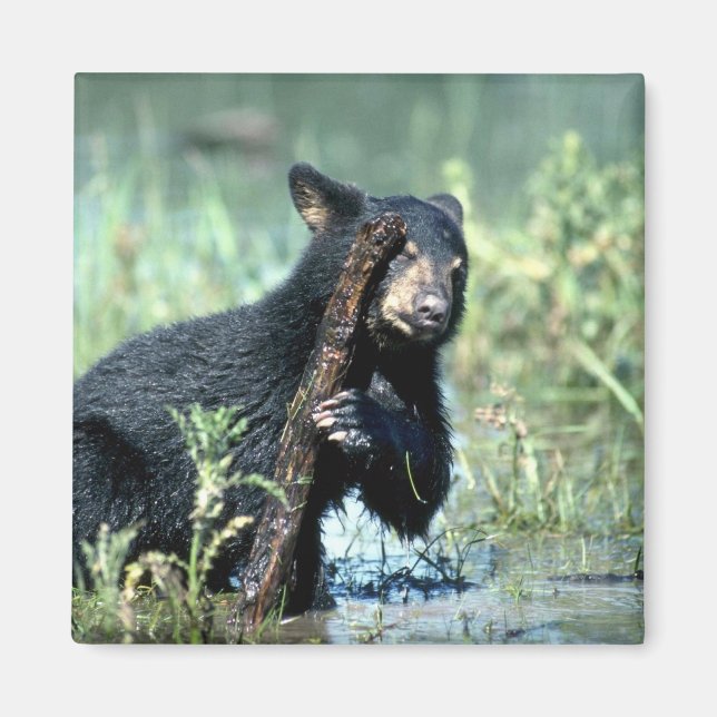 Black Bear-cub in summer marsh Magnet (Front)