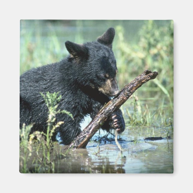Black Bear-cub in summer marsh Magnet (Front)