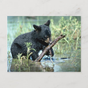 Black Bear-cub in summer marsh Postcard
