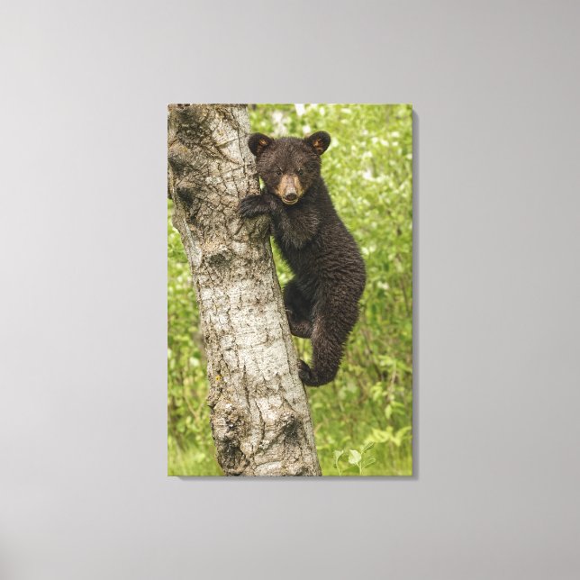 Black Bear Cub in Tree Canvas Print (Front)