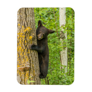Black Bear Cub   Minnesota Magnet