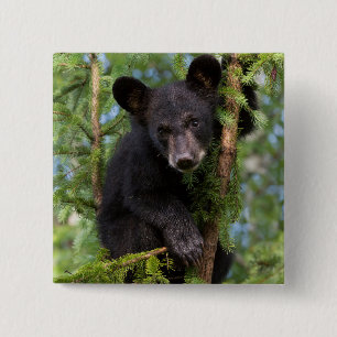 Black Bear Cub Playing in Trees 2 Inch Square Button