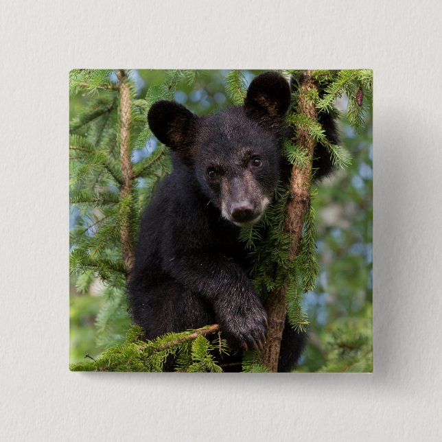 Black Bear Cub Playing in Trees 2 Inch Square Button (Front)