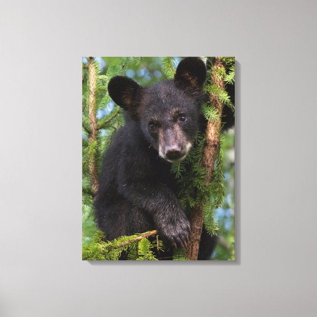 Black Bear Cub Playing in Trees Canvas Print (Front)