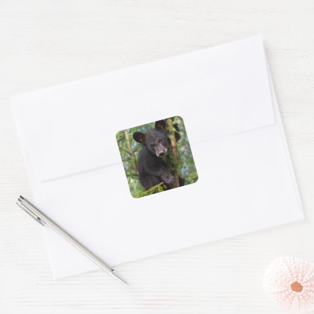 Black Bear Cub Playing in Trees Square Sticker (Envelope)