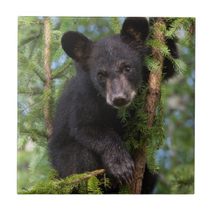 Black Bear Cub Playing in Trees Tile
