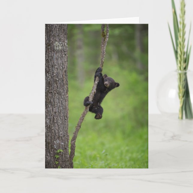 Black Bear Cub playing on Tree Limb Card (Front)