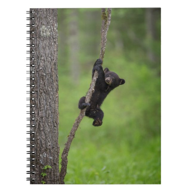 Black Bear Cub playing on Tree Limb Notebook (Front)