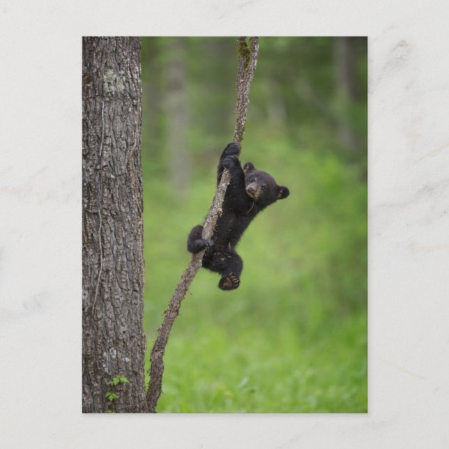 Black Bear Cub playing on Tree Limb Postcard (Front)