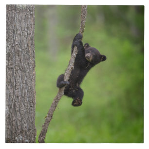 Black Bear Cub playing on Tree Limb Tile