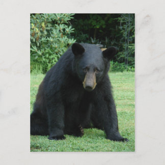 Black Bear - "Cubby I'm listening!" Postcard