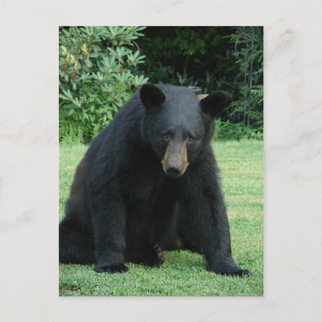 Black Bear - "Cubby I'm listening!" Postcard (Front)