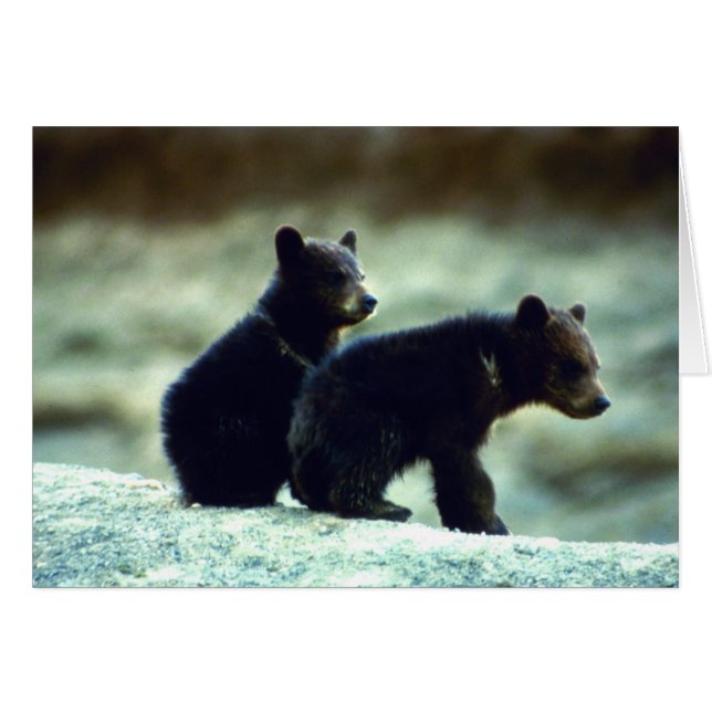 Black Bear cubs (Front Horizontal)