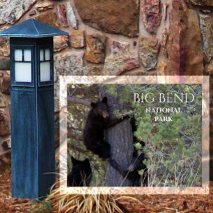 Black Bear Cubs Climbing Pine Tree Big Bend NP Postcard