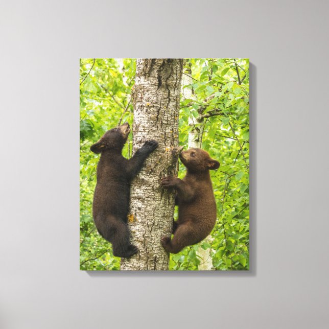 Black Bear Cubs Climbing Tree Canvas Print (Front)