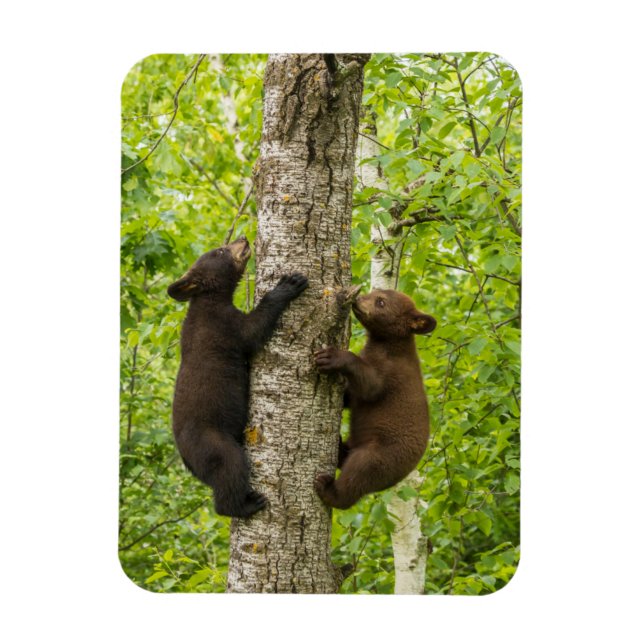 Black Bear Cubs Climbing Tree Magnet (Vertical)