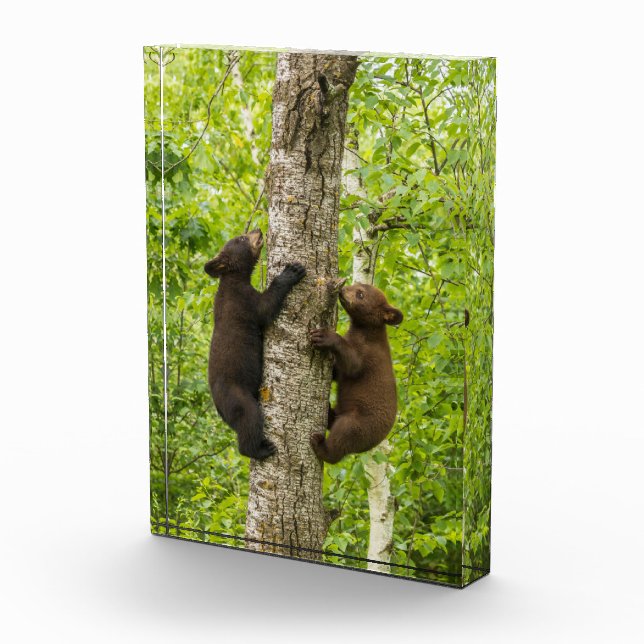 Black Bear Cubs Climbing Tree Photo Block (Right)