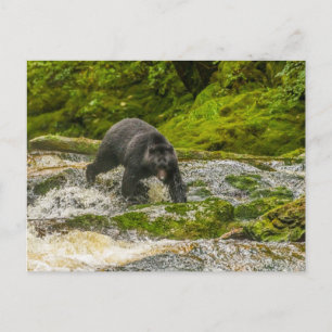 Black Bear Fishing   Qua Creek British Columbia Postcard