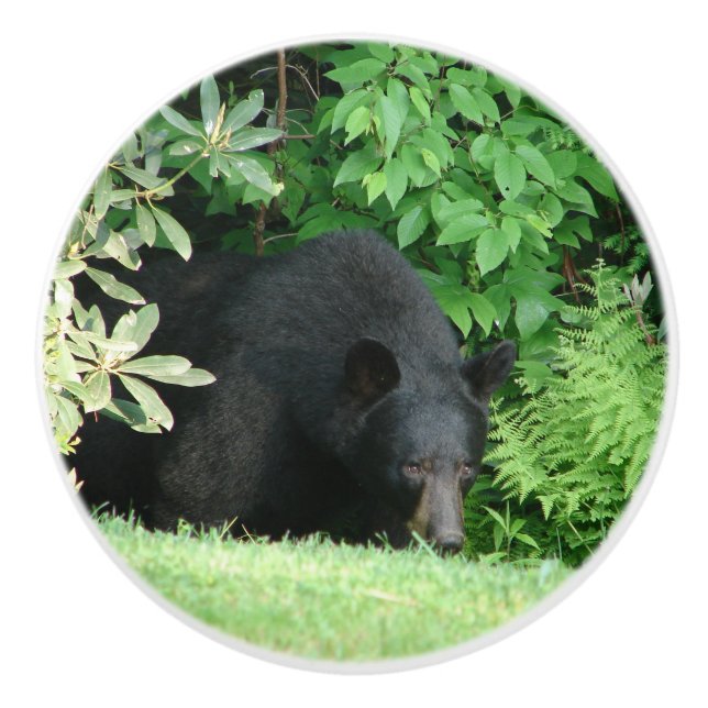 Black Bear - "Hello Cubby" Ceramic Knob (Front)