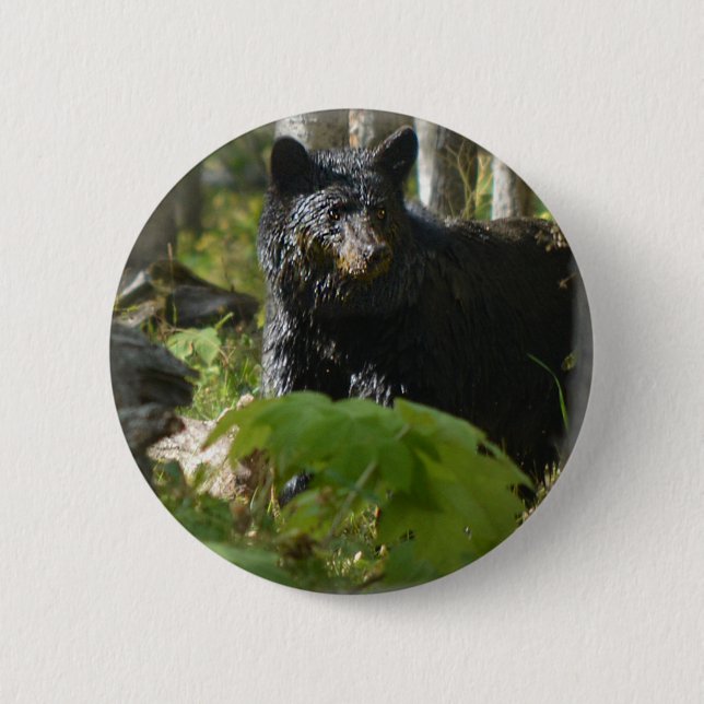 Black Bear Hiding in Forest Wildlife Photo 2 Inch Round Button (Front)