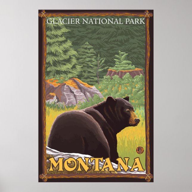 Black Bear in Forest - Glacier National Park, MT Poster (Front)