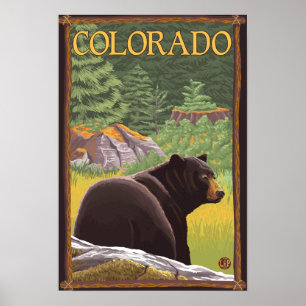 Black Bear in ForestColorado Poster