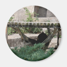 Black Bear in Hammock