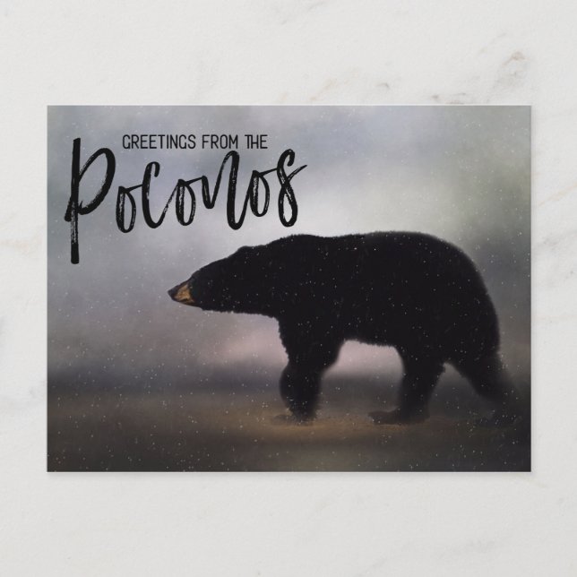 Black Bear in Winter Greetings from the Poconos Postcard (Front)