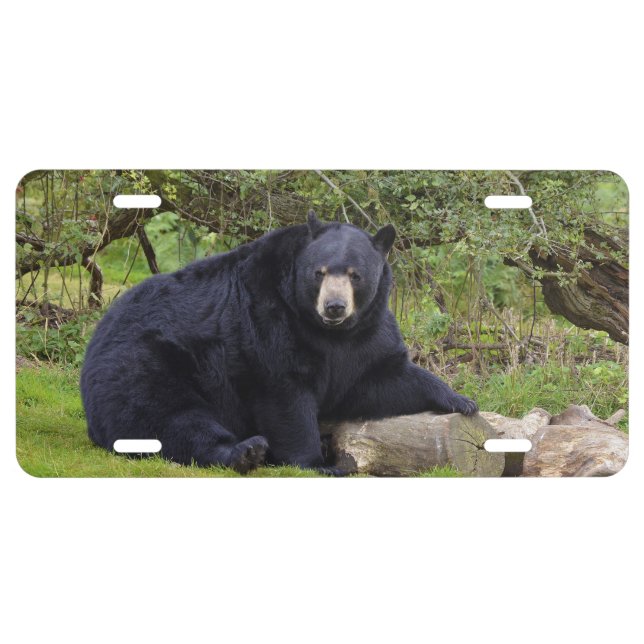 Black bear license plate (Front)