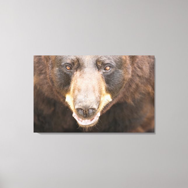 Black Bear, Michigan Canvas Print (Front)