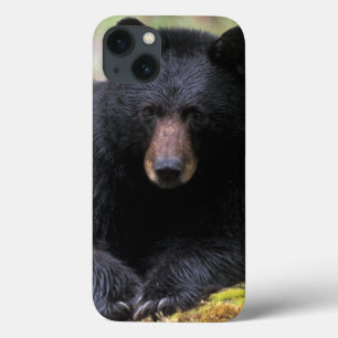 Black bear on an old growth log in the iPhone 13 case