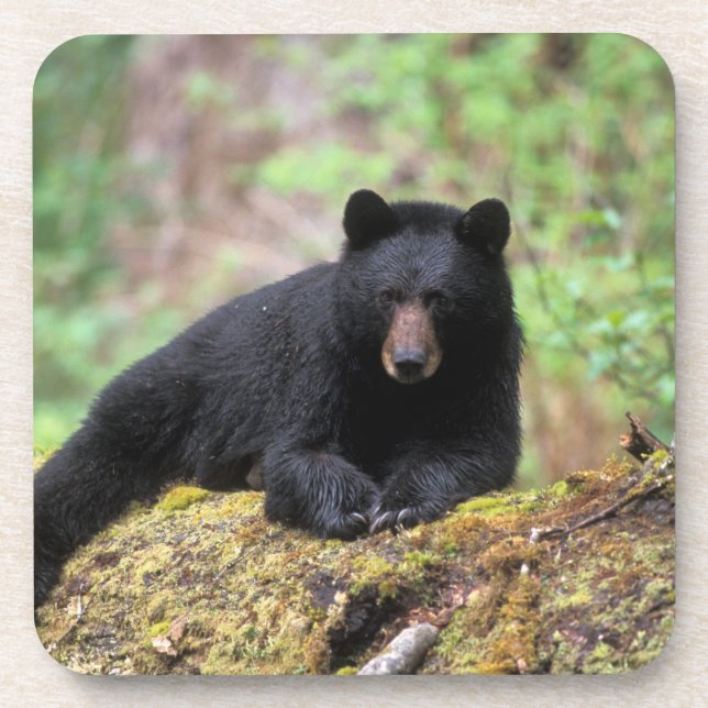 Black bear on an old growth log in the coaster (Front)