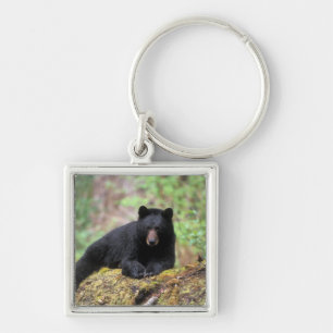 Black bear on an old growth log in the keychain