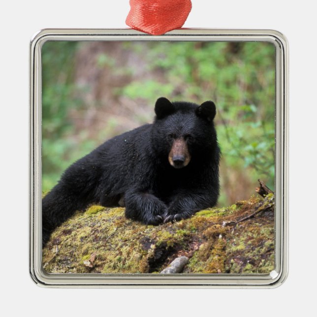 Black bear on an old growth log in the metal ornament (Front)
