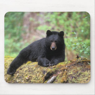 Black bear on an old growth log in the mouse pad