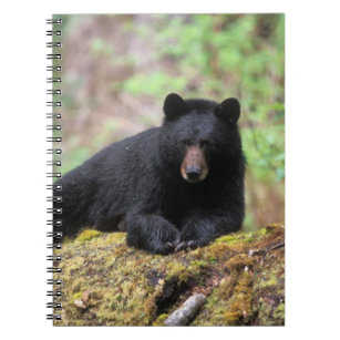 Black bear on an old growth log in the notebook