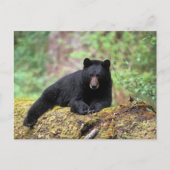 Black bear on an old growth log in the postcard (Front)