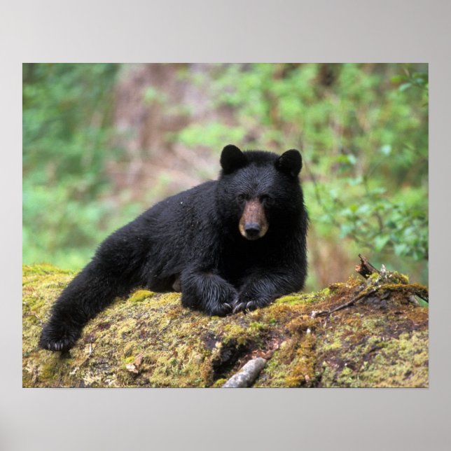 Black bear on an old growth log in the poster (Front)