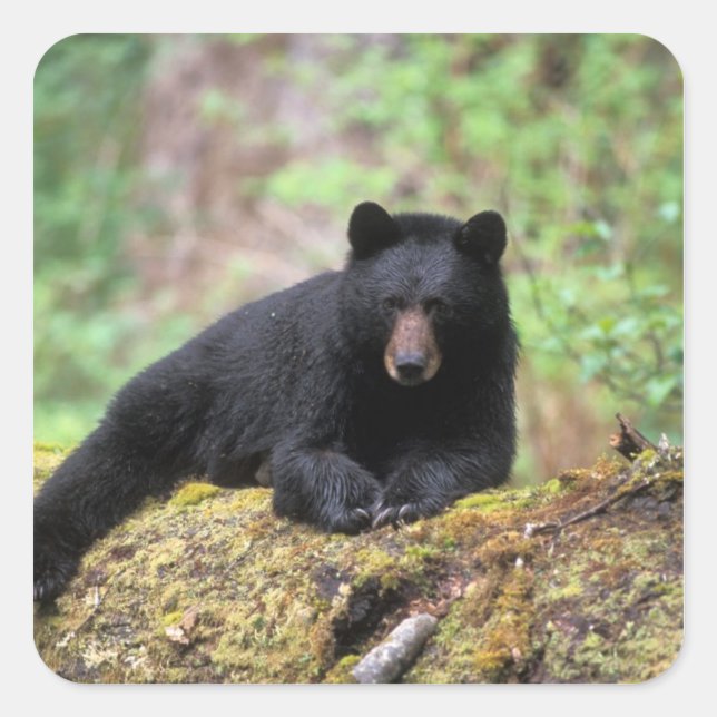 Black bear on an old growth log in the square sticker (Front)