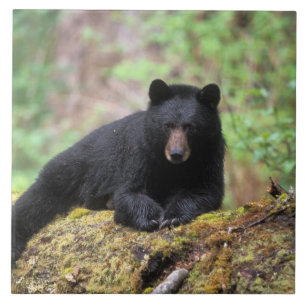 Black bear on an old growth log in the tile