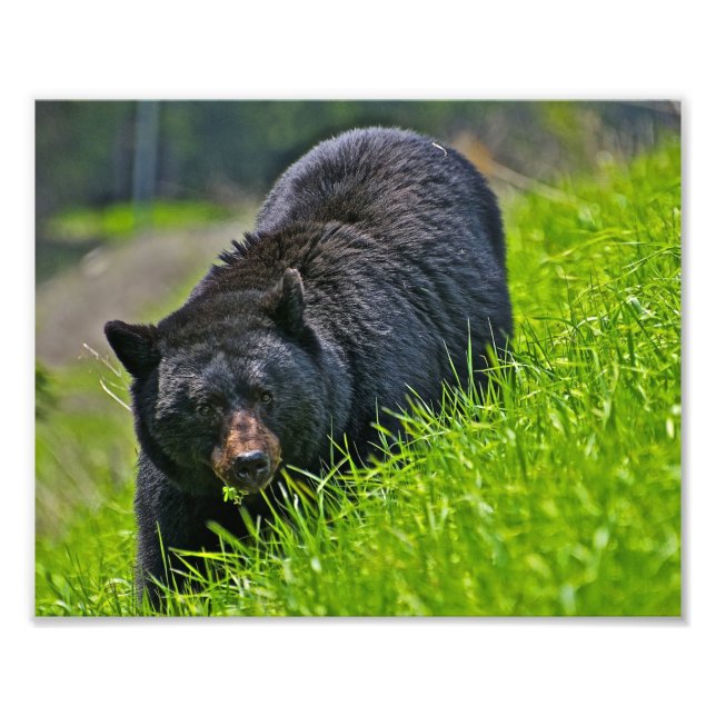 Black Bear Photo Print (Front)