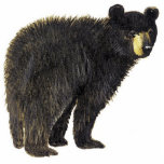 Black Bear Photo Sculpture Ornament<br><div class="desc">This cute acrylic ornament ornament shows a standing black bear</div>