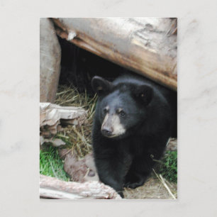 Black Bear Postcard