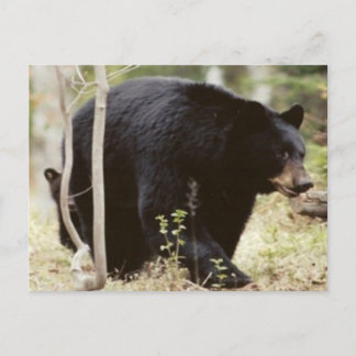 black bear postcard